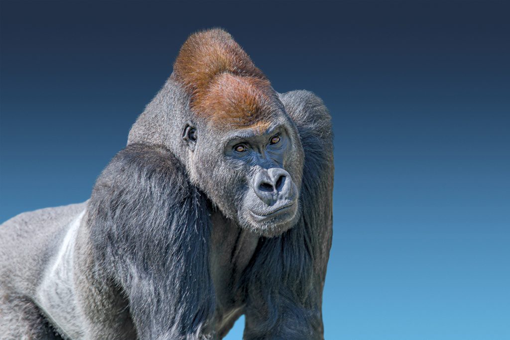 Der Gorilla im Raum